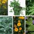 Plante care imbunatatesc functiile cerebrale